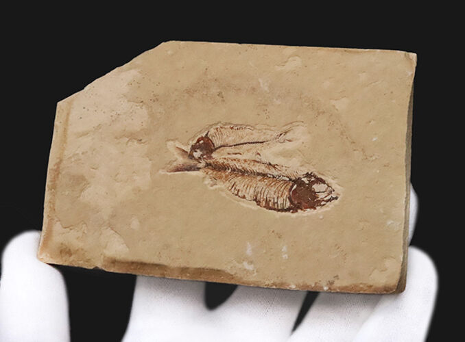 ダブル標本！米国グリーンリバー層産 ゴシウテクティス（Gosiutichthys）魚化石（その4）