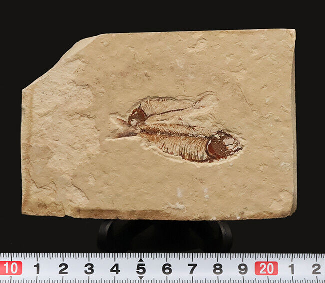 ダブル標本！米国グリーンリバー層産 ゴシウテクティス（Gosiutichthys）魚化石（その7）