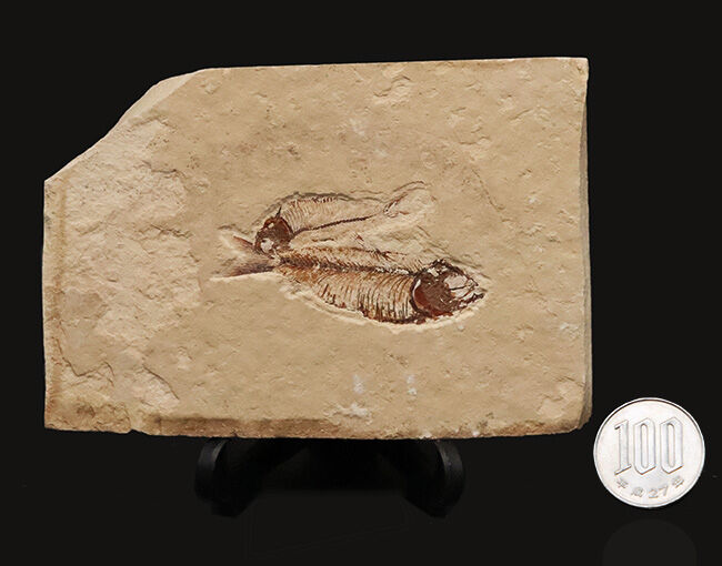 ダブル標本！米国グリーンリバー層産 ゴシウテクティス（Gosiutichthys）魚化石（その8）