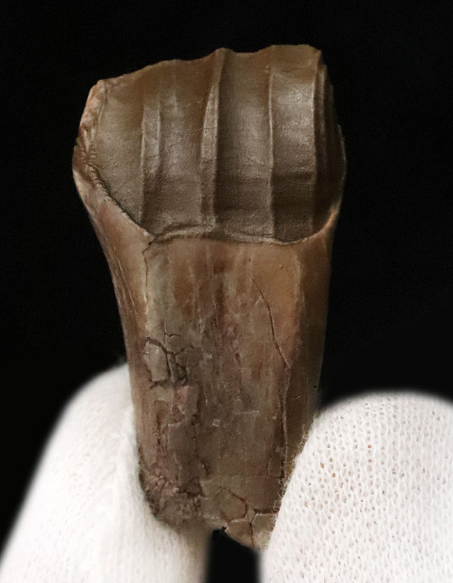 北米モンタナ産 38mm超の大サイズ！大型鳥脚類テノントサウルス（Tenontosaurus sp.）の「歯冠・歯根完全体」化石…圧巻の歯冠コンディションを誇る上質標本（その2）
