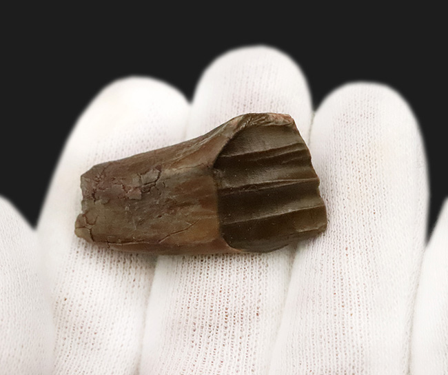 北米モンタナ産 38mm超の大サイズ！大型鳥脚類テノントサウルス（Tenontosaurus sp.）の「歯冠・歯根完全体」化石…圧巻の歯冠コンディションを誇る上質標本（その4）
