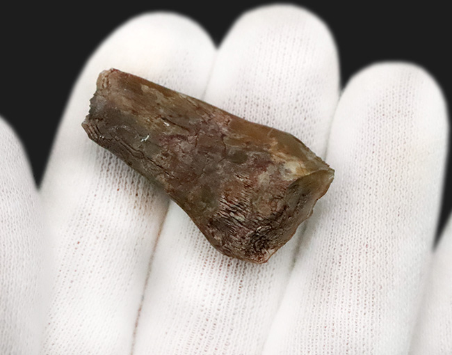 北米モンタナ産 38mm超の大サイズ！大型鳥脚類テノントサウルス（Tenontosaurus sp.）の「歯冠・歯根完全体」化石…圧巻の歯冠コンディションを誇る上質標本（その5）