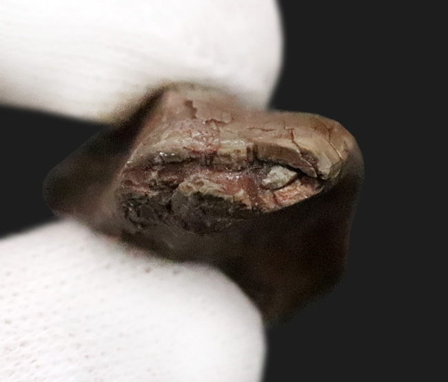 北米モンタナ産 38mm超の大サイズ！大型鳥脚類テノントサウルス（Tenontosaurus sp.）の「歯冠・歯根完全体」化石…圧巻の歯冠コンディションを誇る上質標本（その6）