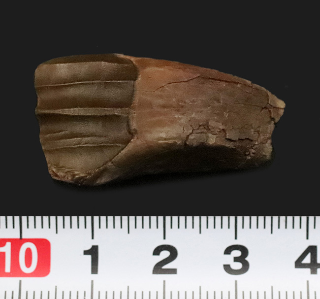 北米モンタナ産 38mm超の大サイズ！大型鳥脚類テノントサウルス（Tenontosaurus sp.）の「歯冠・歯根完全体」化石…圧巻の歯冠コンディションを誇る上質標本（その7）