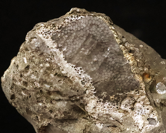 著名産地、でも希少……スウェーデン・ゴッドランド島産のクサリサンゴ、ハリシテス（Halysites）の化石（その2）