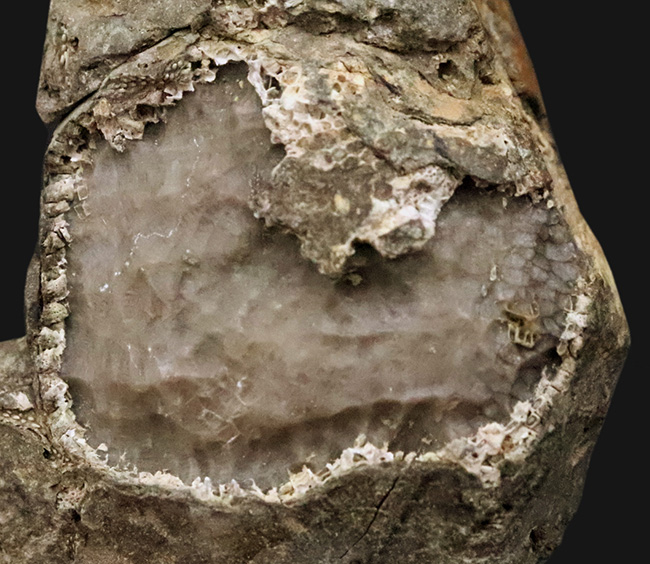 著名産地、でも希少……スウェーデン・ゴッドランド島産のクサリサンゴ、ハリシテス（Halysites）の化石（その3）