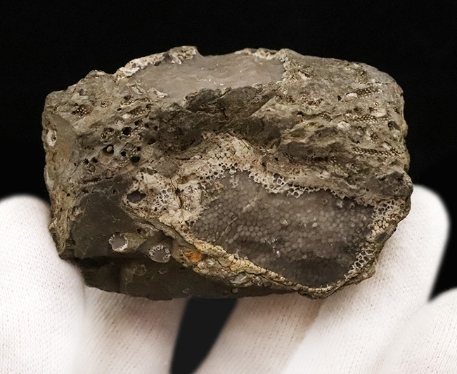 著名産地、でも希少……スウェーデン・ゴッドランド島産のクサリサンゴ、ハリシテス（Halysites）の化石（その4）