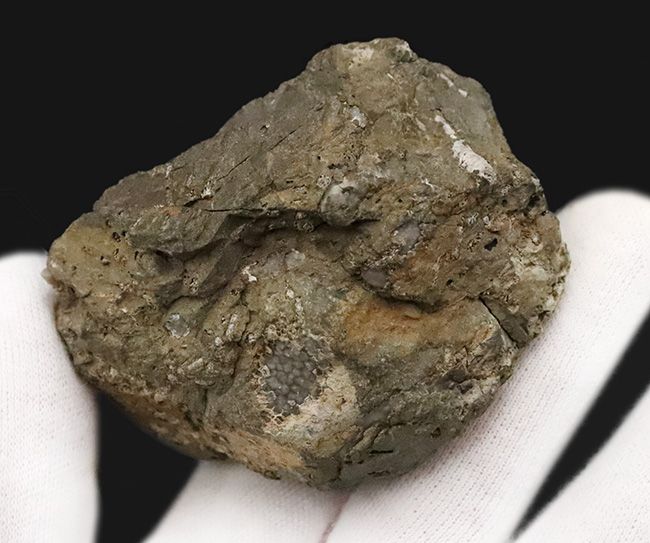 著名産地、でも希少……スウェーデン・ゴッドランド島産のクサリサンゴ、ハリシテス（Halysites）の化石（その5）