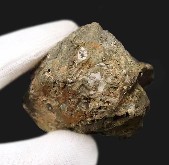 著名産地、でも希少……スウェーデン・ゴッドランド島産のクサリサンゴ、ハリシテス（Halysites）の化石（その6）