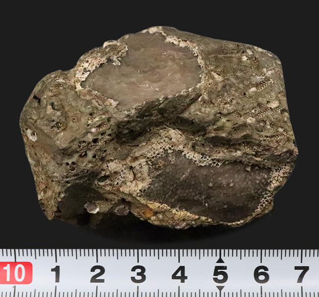 著名産地、でも希少……スウェーデン・ゴッドランド島産のクサリサンゴ、ハリシテス（Halysites）の化石（その7）