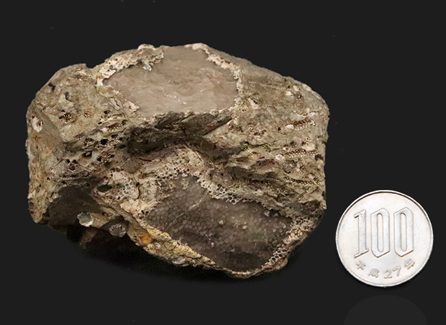 著名産地、でも希少……スウェーデン・ゴッドランド島産のクサリサンゴ、ハリシテス（Halysites）の化石（その8）