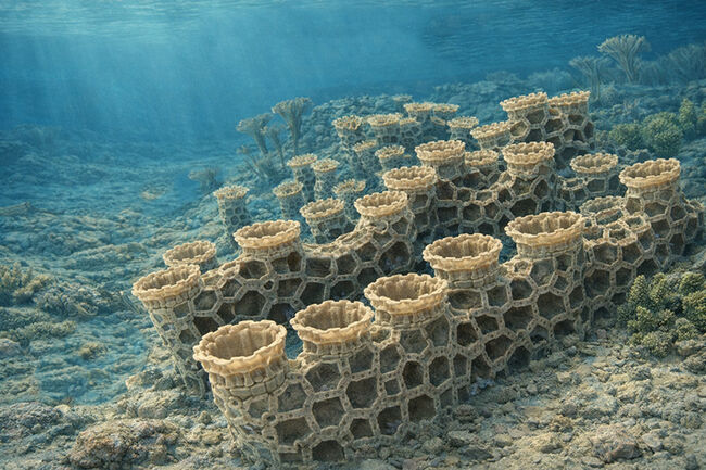 著名産地、でも希少……スウェーデン・ゴッドランド島産のクサリサンゴ、ハリシテス（Halysites）の化石（その9）