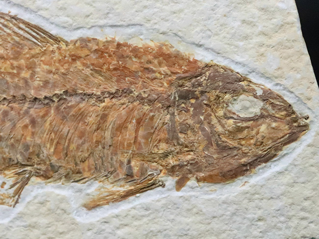 ベスト個体の一つ……全長11cm弱の大型標本！約5000万年前（始新世）の古代魚、ナイティア（Knightia）の化石（その3）