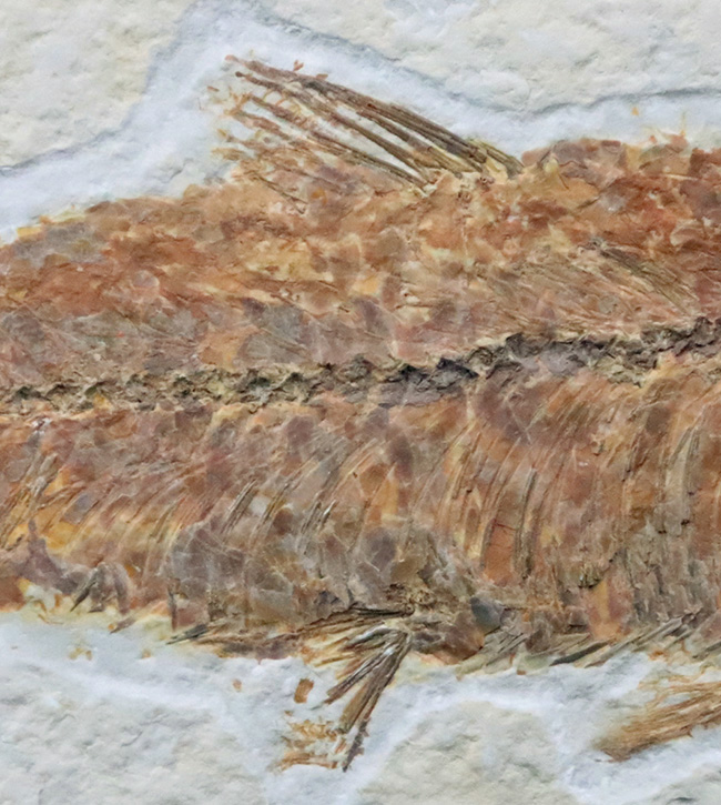 ベスト個体の一つ……全長11cm弱の大型標本！約5000万年前（始新世）の古代魚、ナイティア（Knightia）の化石（その4）