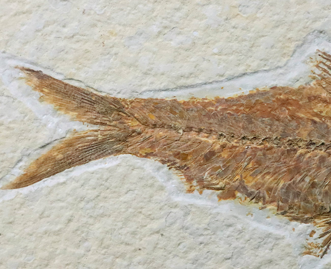 ベスト個体の一つ……全長11cm弱の大型標本！約5000万年前（始新世）の古代魚、ナイティア（Knightia）の化石（その5）