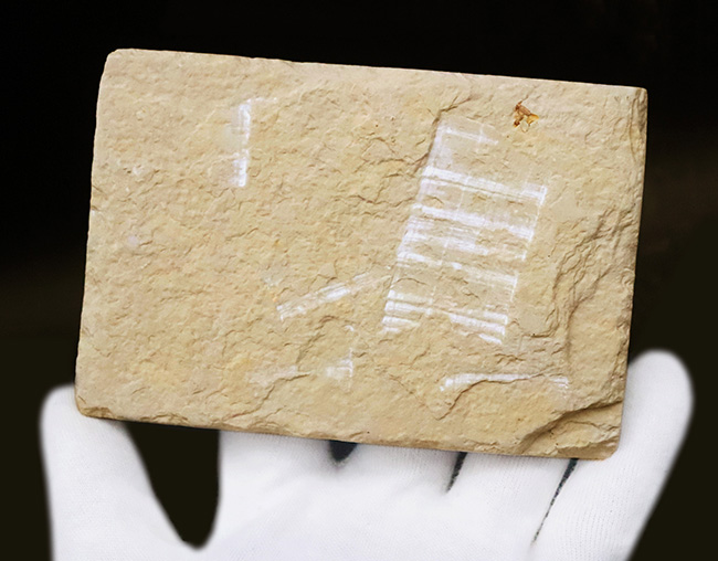 ベスト個体の一つ……全長11cm弱の大型標本！約5000万年前（始新世）の古代魚、ナイティア（Knightia）の化石（その6）