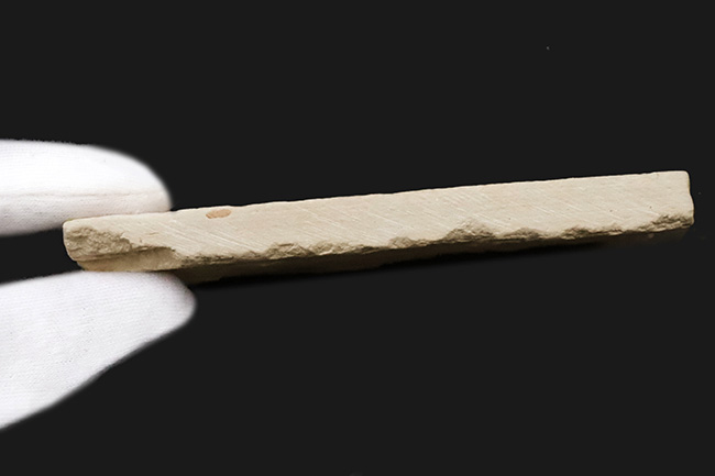 ベスト個体の一つ……全長11cm弱の大型標本！約5000万年前（始新世）の古代魚、ナイティア（Knightia）の化石（その7）