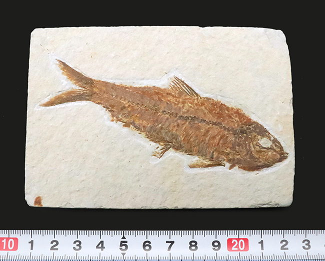 ベスト個体の一つ……全長11cm弱の大型標本！約5000万年前（始新世）の古代魚、ナイティア（Knightia）の化石（その8）