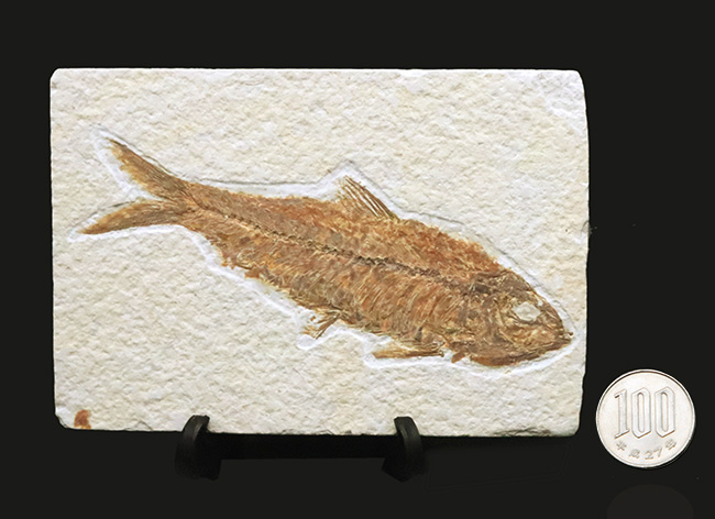 ベスト個体の一つ……全長11cm弱の大型標本！約5000万年前（始新世）の古代魚、ナイティア（Knightia）の化石（その9）