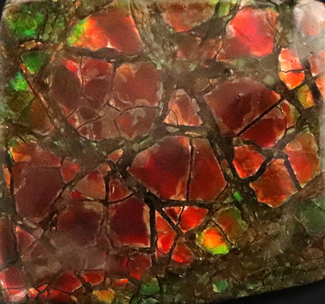 The・ドラゴンスキン！鮮烈な赤と見事なクラックをまとったアンモライト（Ammolite）のピース（その2）