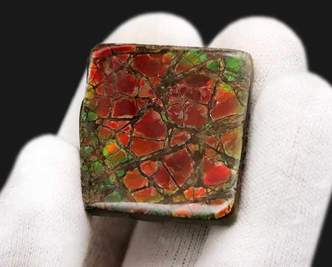 The・ドラゴンスキン！鮮烈な赤と見事なクラックをまとったアンモライト（Ammolite）のピース（その4）