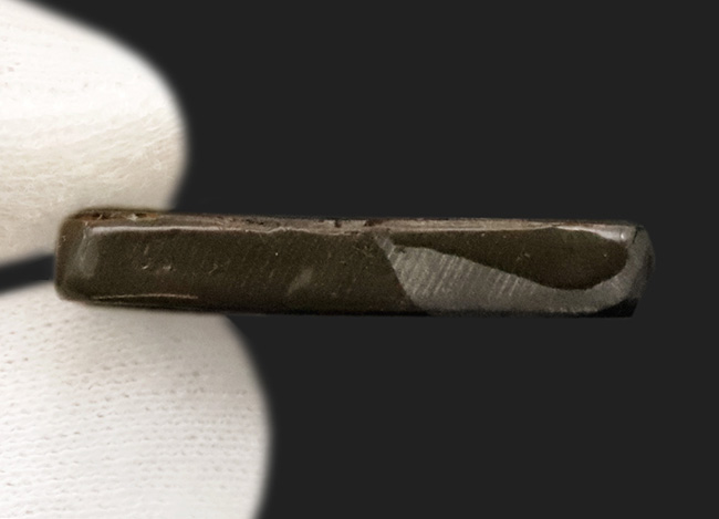 The・ドラゴンスキン！鮮烈な赤と見事なクラックをまとったアンモライト（Ammolite）のピース（その5）