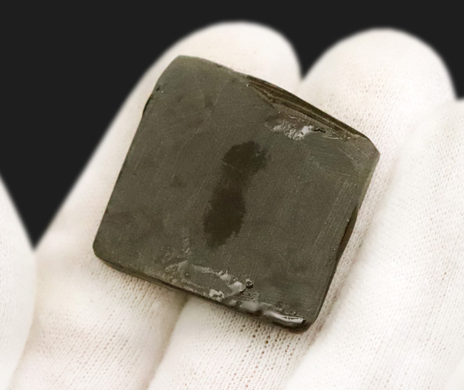 The・ドラゴンスキン！鮮烈な赤と見事なクラックをまとったアンモライト（Ammolite）のピース（その6）