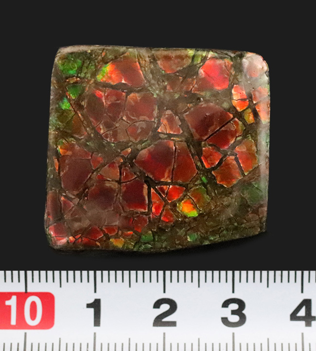 The・ドラゴンスキン！鮮烈な赤と見事なクラックをまとったアンモライト（Ammolite）のピース（その7）