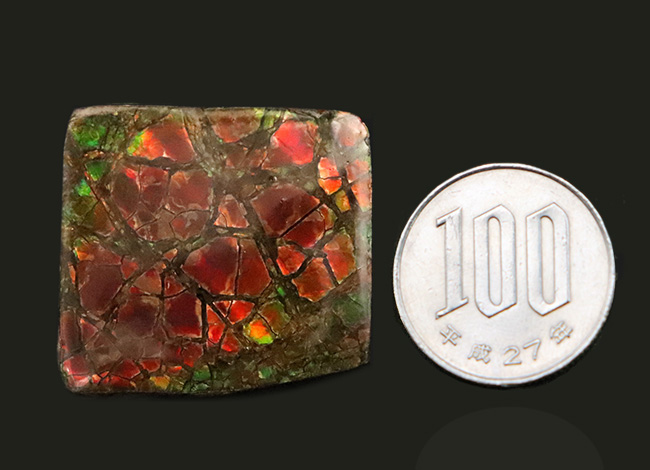 The・ドラゴンスキン！鮮烈な赤と見事なクラックをまとったアンモライト（Ammolite）のピース（その8）