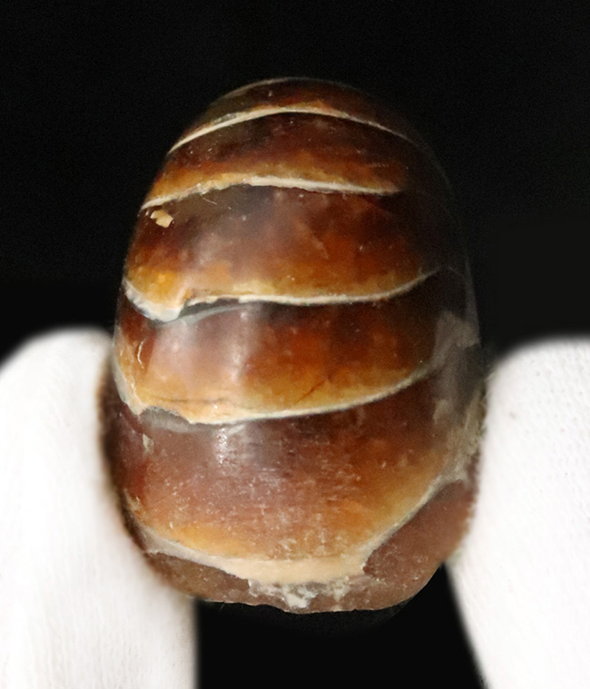 丸い姿が愛らしい……白亜紀の海の「水夫」、マダガスカル産オウムガイ（Nautilus）の化石（その2）