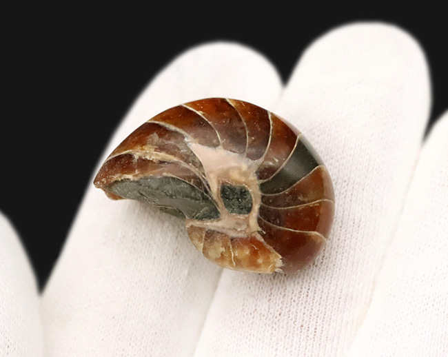 丸い姿が愛らしい……白亜紀の海の「水夫」、マダガスカル産オウムガイ（Nautilus）の化石（その3）