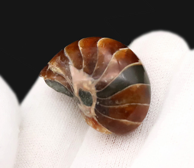 丸い姿が愛らしい……白亜紀の海の「水夫」、マダガスカル産オウムガイ（Nautilus）の化石（その4）