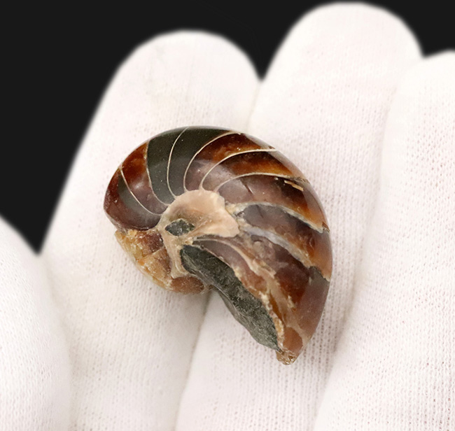 丸い姿が愛らしい……白亜紀の海の「水夫」、マダガスカル産オウムガイ（Nautilus）の化石（その5）