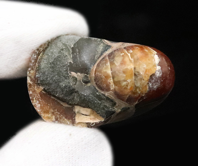 丸い姿が愛らしい……白亜紀の海の「水夫」、マダガスカル産オウムガイ（Nautilus）の化石（その6）