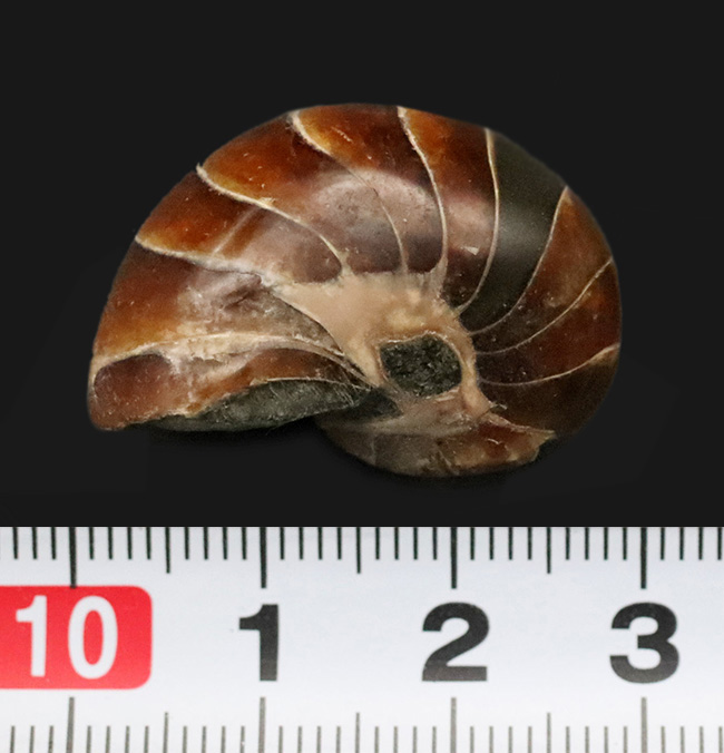 丸い姿が愛らしい……白亜紀の海の「水夫」、マダガスカル産オウムガイ（Nautilus）の化石（その7）