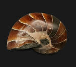 丸い姿が愛らしい……白亜紀の海の「水夫」、マダガスカル産オウムガイ（Nautilus）の化石