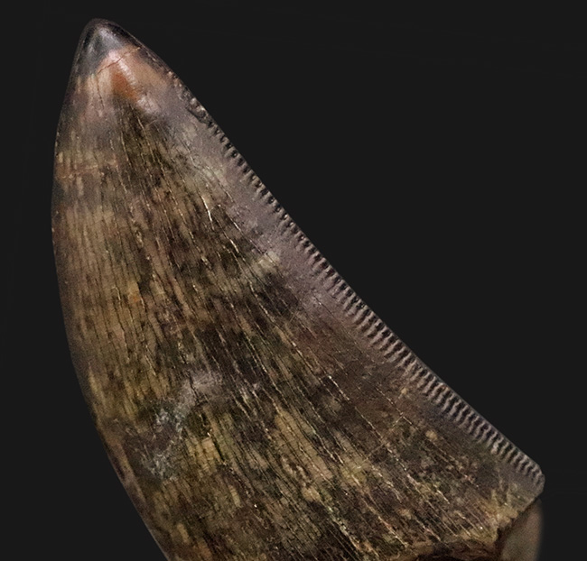 これぞトップグレード……ジェムの輝き・完全保存を誇る、極めて希少なダスプレトサウルス・トロスス（Daspletosaurus torosus）の極上歯（その1）