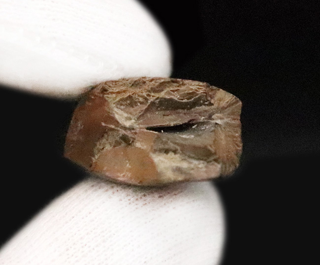 これぞトップグレード……ジェムの輝き・完全保存を誇る、極めて希少なダスプレトサウルス・トロスス（Daspletosaurus torosus）の極上歯（その10）