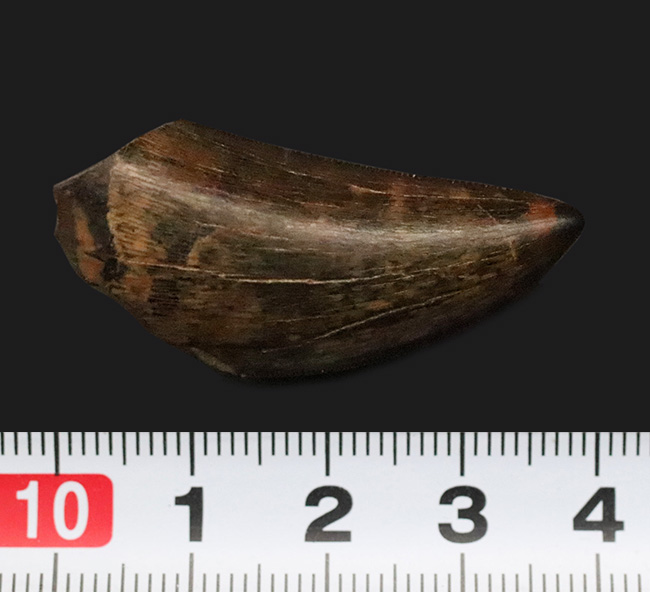 これぞトップグレード……ジェムの輝き・完全保存を誇る、極めて希少なダスプレトサウルス・トロスス（Daspletosaurus torosus）の極上歯（その11）