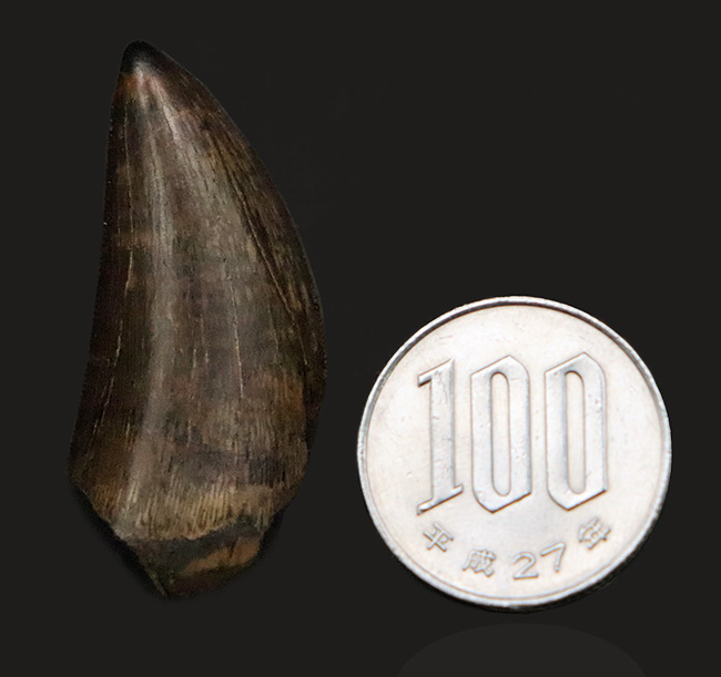 これぞトップグレード……ジェムの輝き・完全保存を誇る、極めて希少なダスプレトサウルス・トロスス（Daspletosaurus torosus）の極上歯（その12）