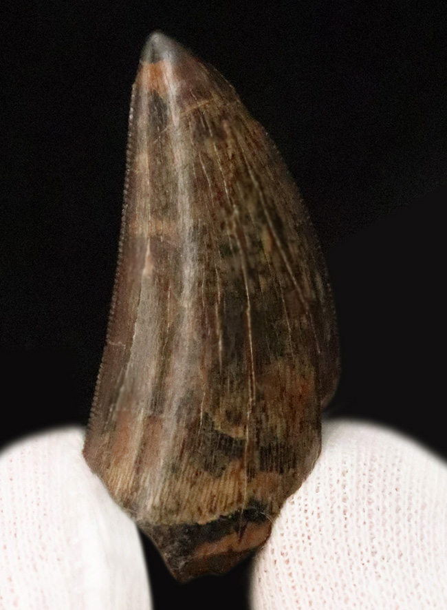 これぞトップグレード……ジェムの輝き・完全保存を誇る、極めて希少なダスプレトサウルス・トロスス（Daspletosaurus torosus）の極上歯（その2）