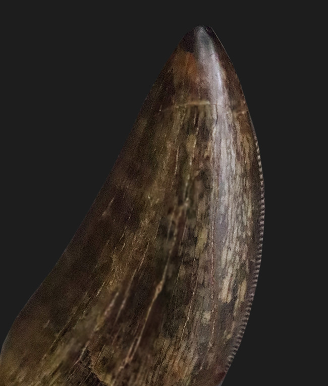 これぞトップグレード……ジェムの輝き・完全保存を誇る、極めて希少なダスプレトサウルス・トロスス（Daspletosaurus torosus）の極上歯（その3）