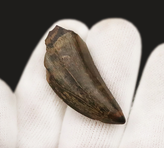 これぞトップグレード……ジェムの輝き・完全保存を誇る、極めて希少なダスプレトサウルス・トロスス（Daspletosaurus torosus）の極上歯（その4）