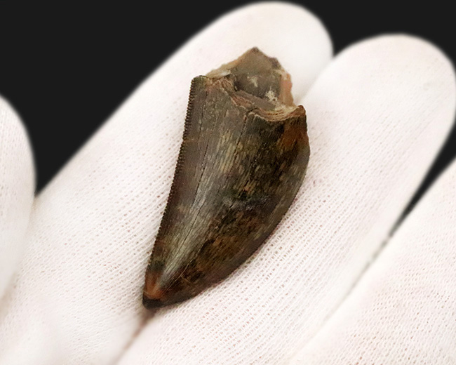 これぞトップグレード……ジェムの輝き・完全保存を誇る、極めて希少なダスプレトサウルス・トロスス（Daspletosaurus torosus）の極上歯（その5）