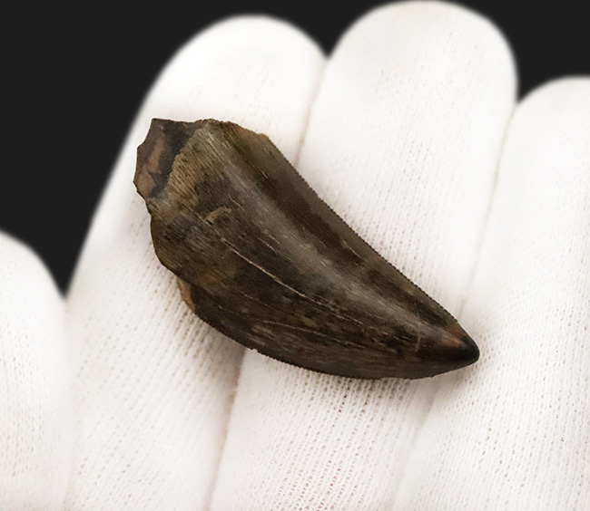 これぞトップグレード……ジェムの輝き・完全保存を誇る、極めて希少なダスプレトサウルス・トロスス（Daspletosaurus torosus）の極上歯（その6）