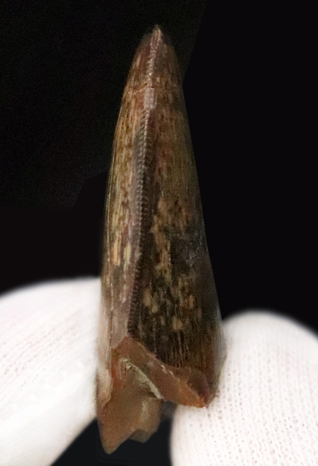 これぞトップグレード……ジェムの輝き・完全保存を誇る、極めて希少なダスプレトサウルス・トロスス（Daspletosaurus torosus）の極上歯（その7）