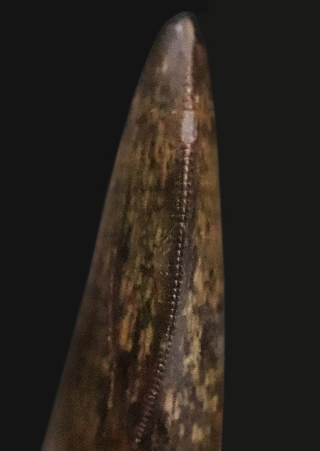 これぞトップグレード……ジェムの輝き・完全保存を誇る、極めて希少なダスプレトサウルス・トロスス（Daspletosaurus torosus）の極上歯（その8）