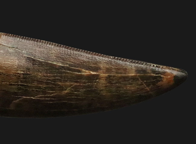 これぞトップグレード……ジェムの輝き・完全保存を誇る、極めて希少なダスプレトサウルス・トロスス（Daspletosaurus torosus）の極上歯（その9）