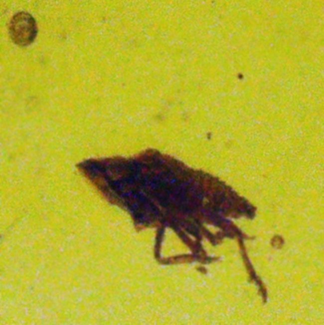 クリアーな基質に、双翅目昆虫を鮮明に内包！約1億年前のミャンマー産バーマイト（Burmite）（その5）