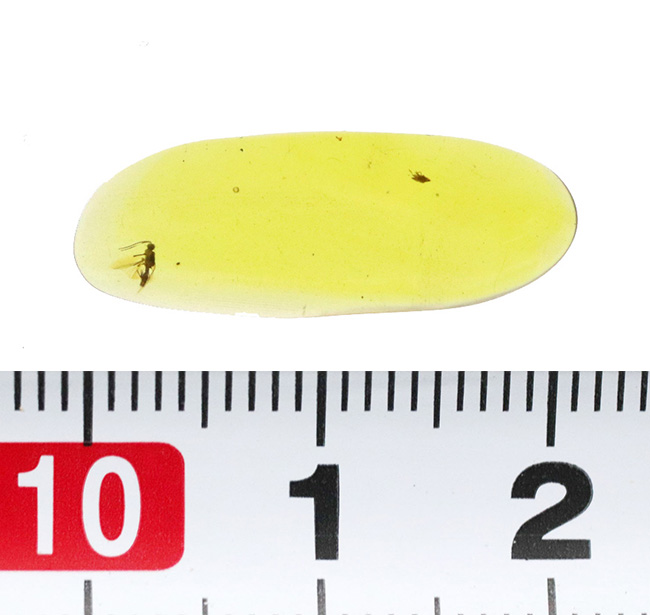 クリアーな基質に、双翅目昆虫を鮮明に内包！約1億年前のミャンマー産バーマイト（Burmite）（その6）